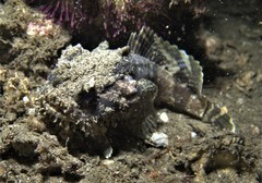 Batrachomoeus dubius