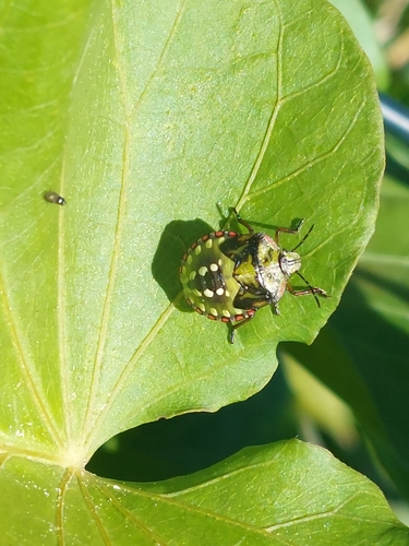 Southern Green Stink Bug