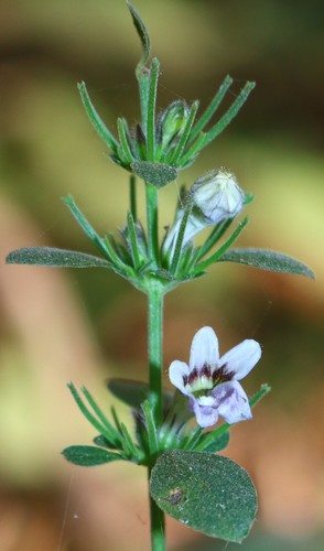 Haplanthus