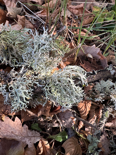 Oakmoss