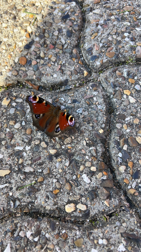 European Peacock Butterfly