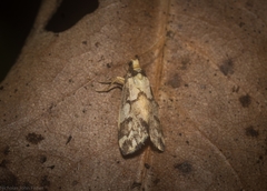 Philenora chionastis