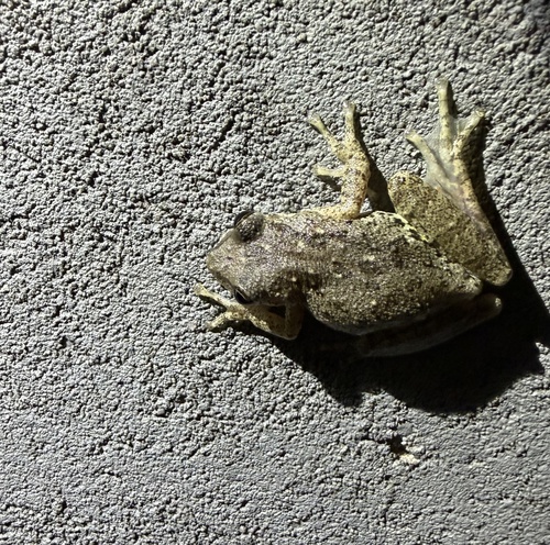 Argentine Snouted Tree Frog