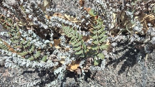 Paragymnopteris marantae observed 2026-09-26
