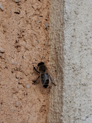 Western Honey Bee
