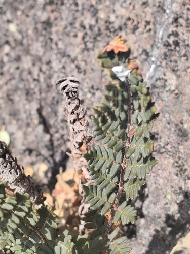 Paragymnopteris marantae observed 2026-09-26