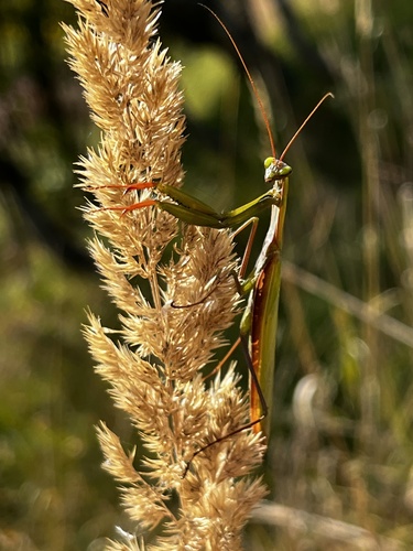 European Mantis