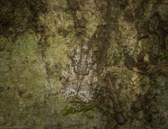 Polylopha epidesma
