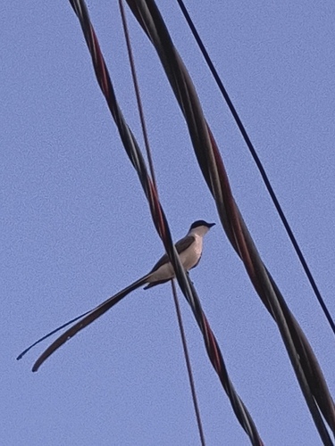 Fork-tailed Flycatcher