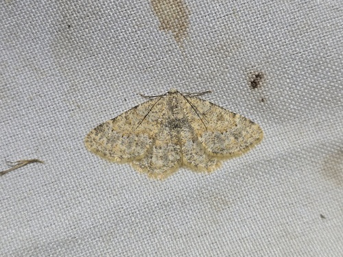 Charissa mucidaria