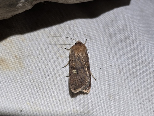 Square-spot Rustic