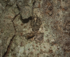 Polylopha epidesma