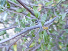 Olearia odorata