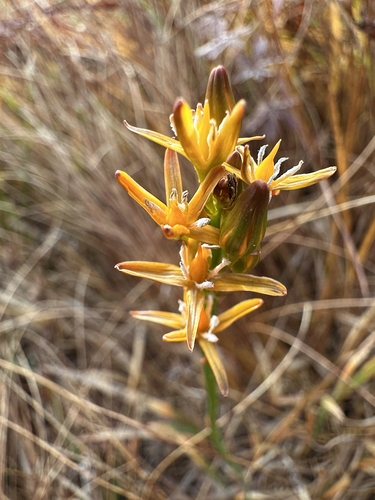 bog asphodel