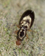 Salpingus planirostris