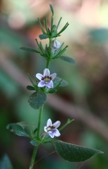 Haplanthodes tentaculatus