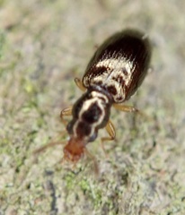 Salpingus planirostris