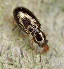 Salpingus planirostris