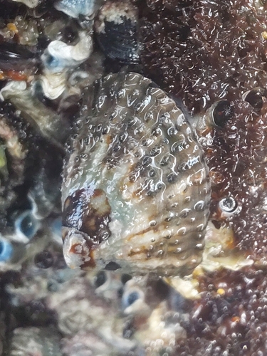 Patella natalensis, 2026-09-26