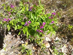 Lathyrus vernus