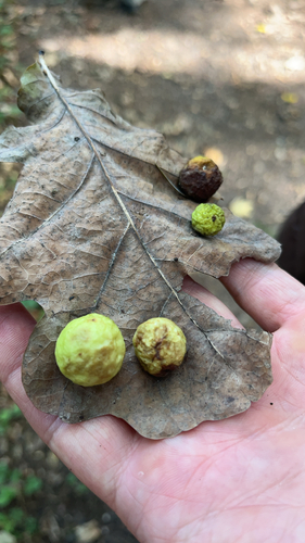 Cherry Gall Wasp