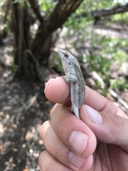 Anolis litoralis