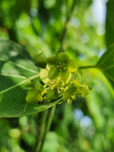 Stephanotis volubilis observed 2026-09-05