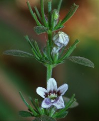 Haplanthodes tentaculatus