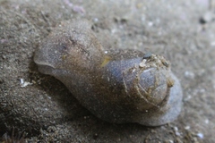 Papawera zelandiae