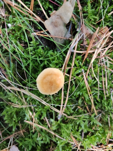 False Chanterelle
