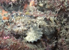 Aploactisoma milesii