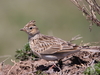 Eurasian Skylark - Photo (c) Ani Sarkisyan, some rights reserved (CC BY), uploaded by Ani Sarkisyan