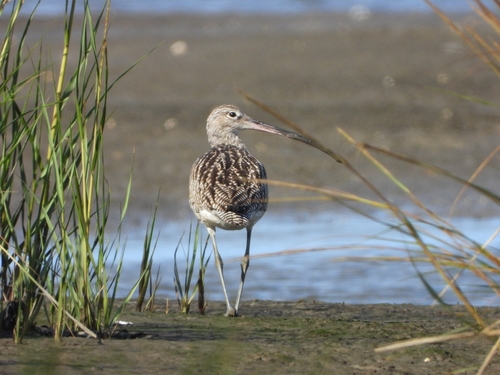 Eurasian Curlew