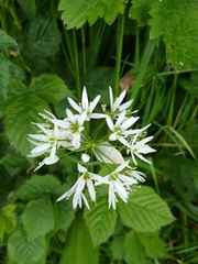 Allium ursinum