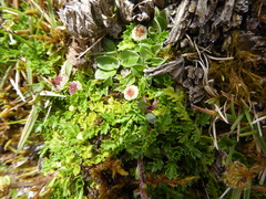 Plagiocheilus frigidus