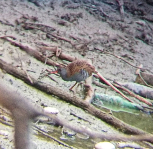 Water Rail