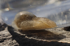 Papawera zelandiae