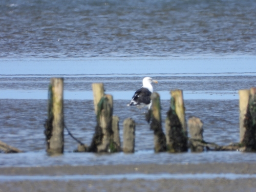 Great Black-backed Gull