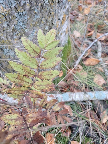European mountain ash