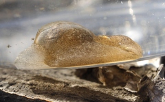 Papawera zelandiae