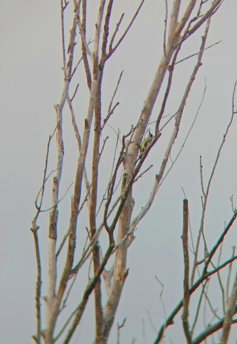 Eurasian Green Woodpecker