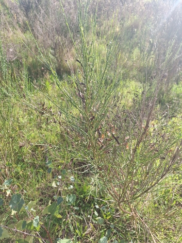 Scotch Broom