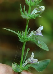 Haplanthodes tentaculatus