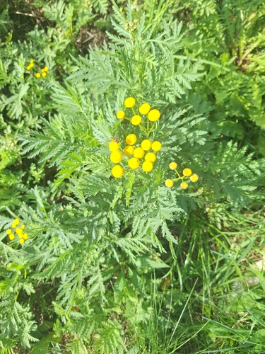 Common Tansy
