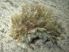 Polybranchia orientalis