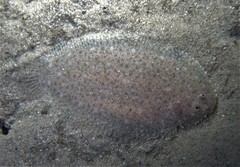 Aseraggodes lenisquamis
