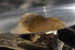 Papawera zelandiae