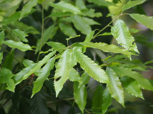 Quercus stenophylloides, photograph 6
