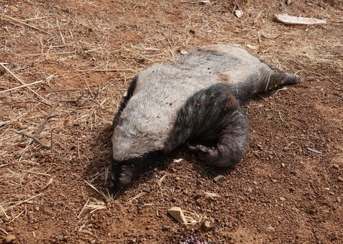 Ratel