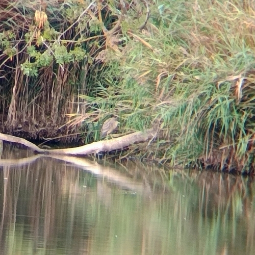 Black-crowned Night Heron